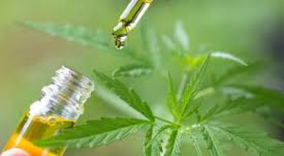 Anvisa discute nesta quarta regras para a produção de cannabis no país