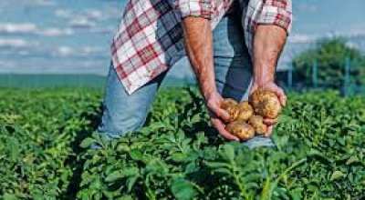 PIB da agropecuária cresce 11,7% e impulsiona resultado da economia em 2025O 