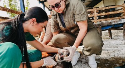 Com vigilância ativa contra febre aftosa em bovinos, Governo do Tocantins assegura sanidade e mercados para a carne tocantinense