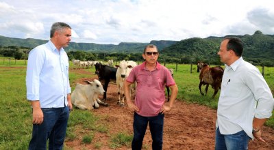 Governo do Tocantins avança na rastreabilidade bovina e inicia projetos-piloto em propriedades rurais