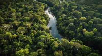 Brasil reduz em 42% perdas florestais em 2025, aponta estudo