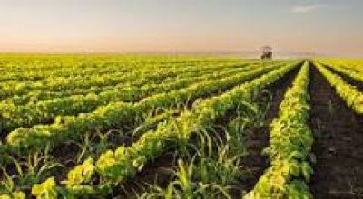 Agronegócio poderá usar linha de crédito do FAT para inovação