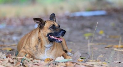 Prefeitura de Palmas orienta população sobre os direitos dos animais comunitários