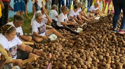 Governo do Tocantins fortalece cadeia do babaçu que gera renda para cerca de 5 mil famílias